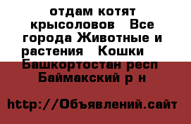 отдам котят крысоловов - Все города Животные и растения » Кошки   . Башкортостан респ.,Баймакский р-н